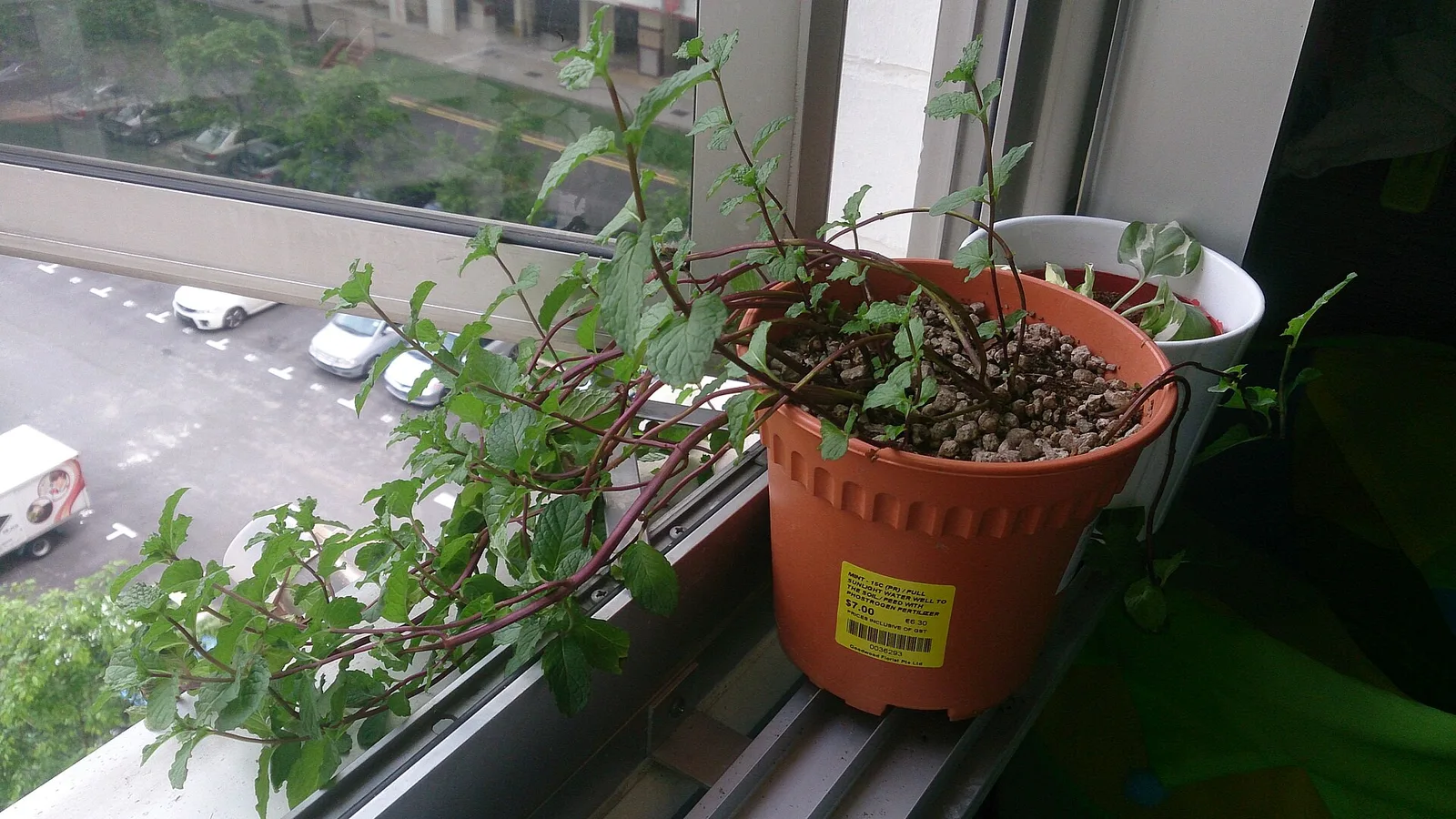 عکس مرتبط با آفتابسوختگی — آفتابسوختگی در طب سنتی؛ گیاه عطار و سخن حکما