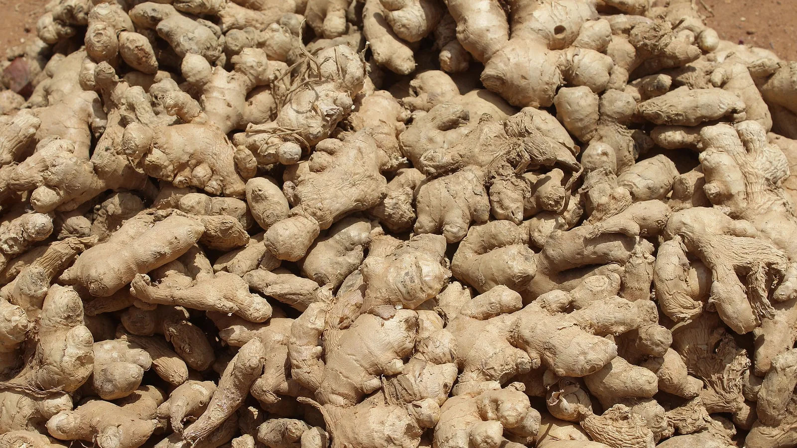 عکس مرتبط با گوشدرد — گوشدرد در طب سنتی؛ گیاه عطار و سخن حکما