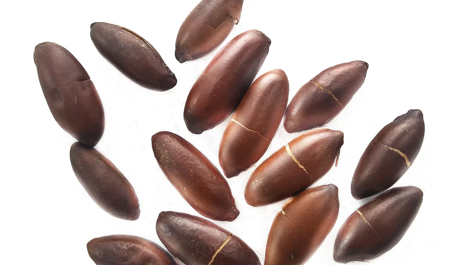 عکس مرتبط با سرفه مزمن — سرفه مزمن در طب سنتی؛ گیاه عطار و سخن حکما