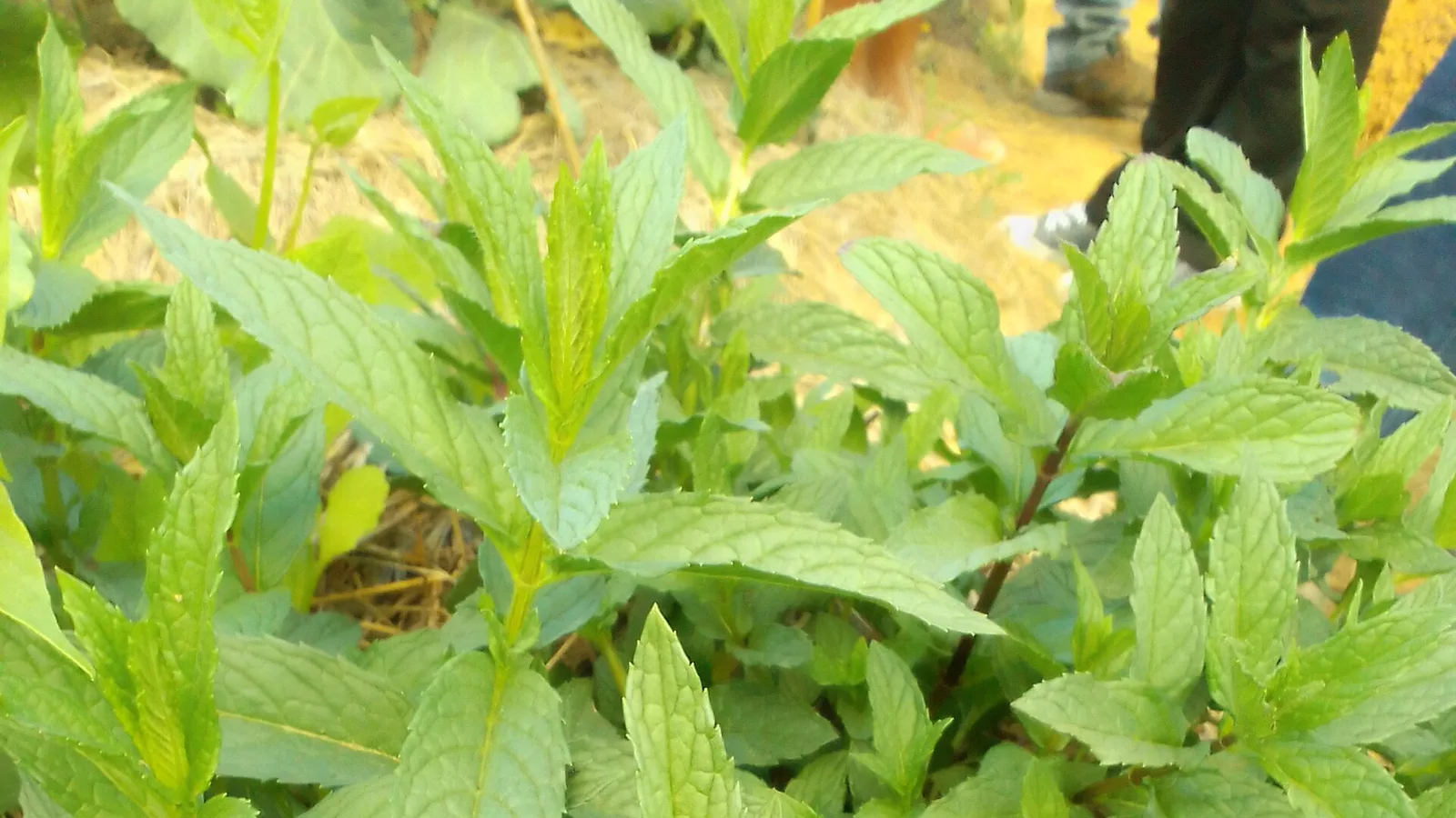 عکس مرتبط با یائسگی — یائسگی در طب سنتی؛ گیاه عطار و سخن حکما