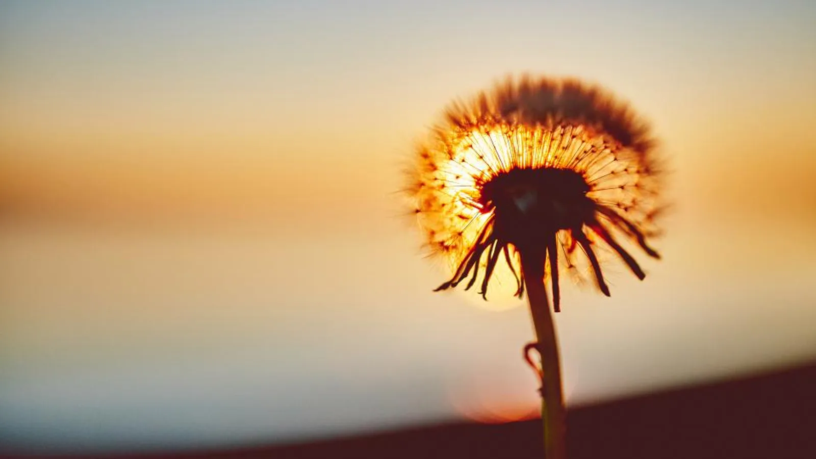 جوانسازی پوست؛ عکس Dandelion Flower از Negative Space — سریع‌ترین راه رفع جوانسازی پوست در خانه | طب سنتی