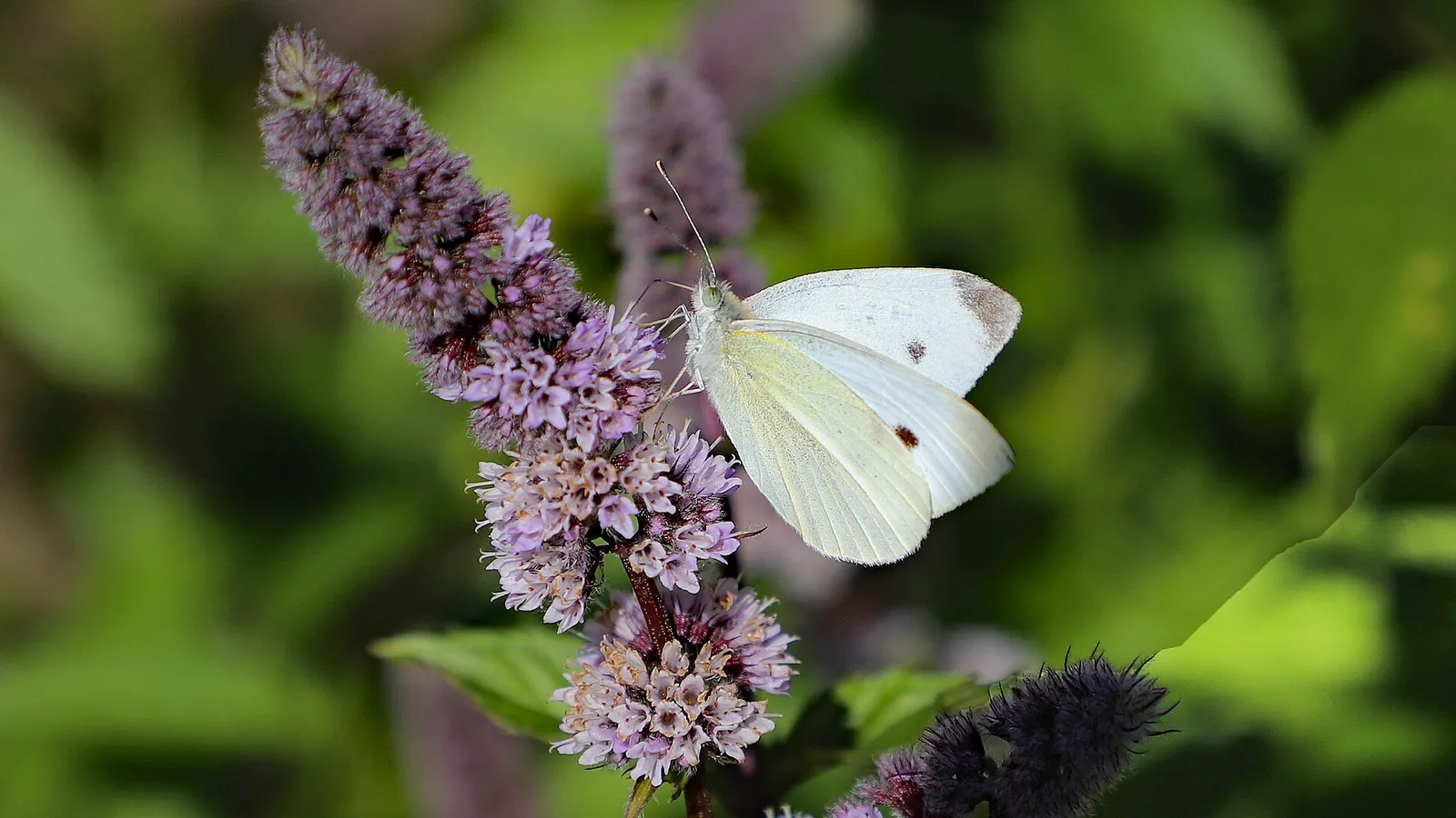 کاهش وزن؛ عکس File:00 1984 Grüne Minze (Mentha Spicata) - Schmetterling (Weissling).jpg از W. Bulach — سریع‌ترین راه رفع کاهش وزن در خانه | طب سنتی