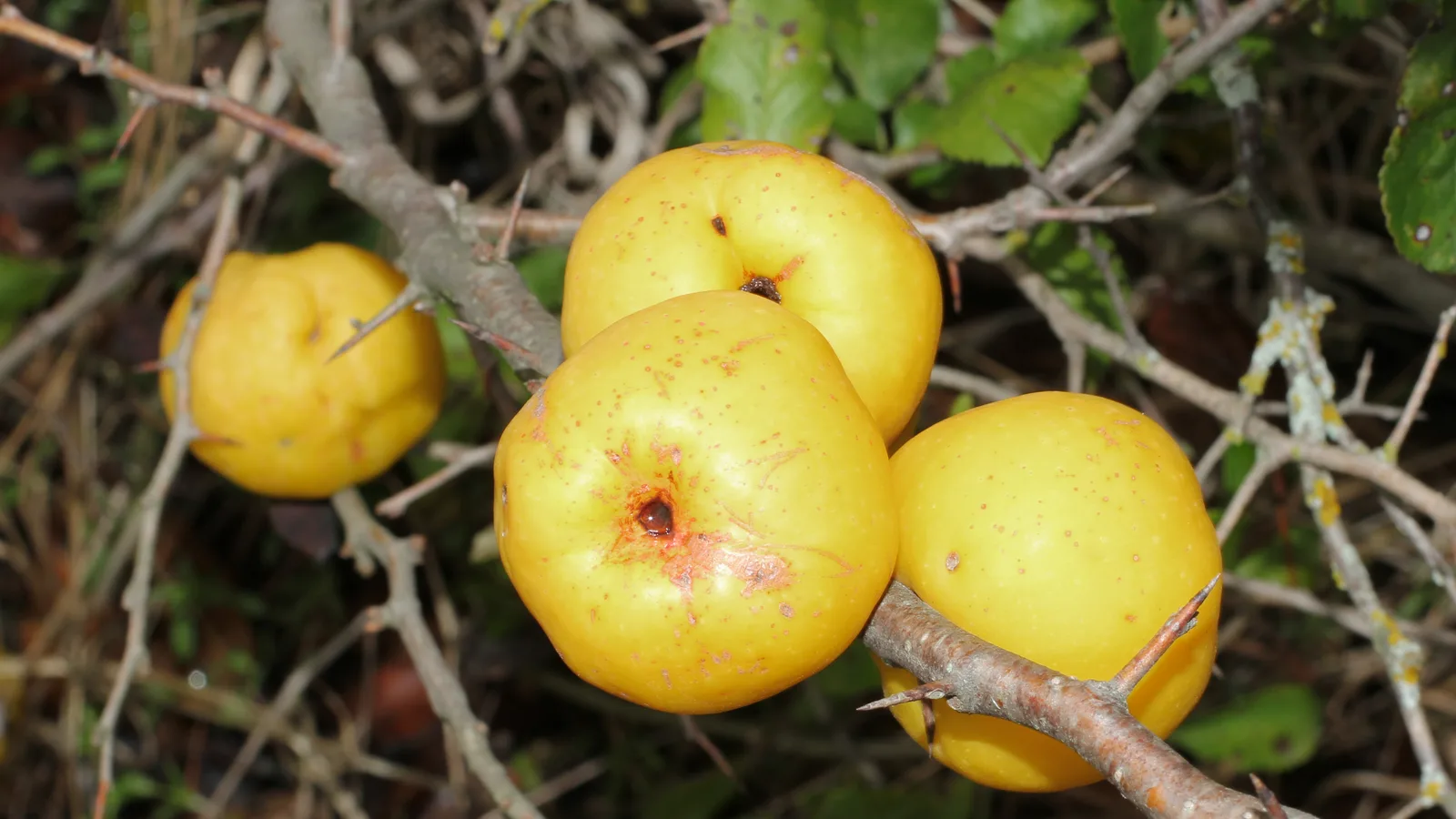 سینوزیت؛ عکس Japanese quince fruit 2015 G1 از George Chernilevsky — سریع‌ترین راه رفع سینوزیت در خانه | طب سنتی